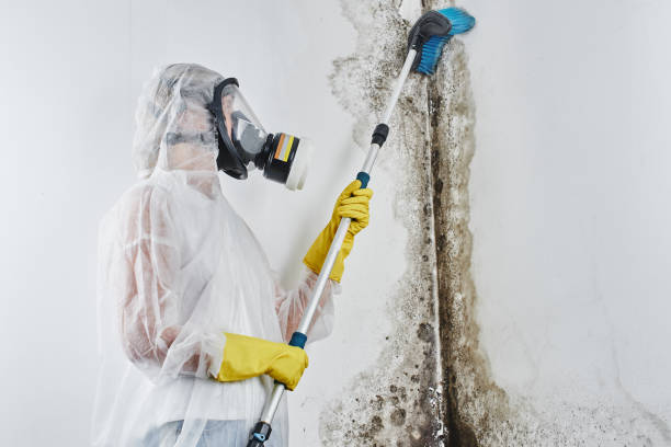 Best Insurance-Related Mold Remediation in West Hills, PA