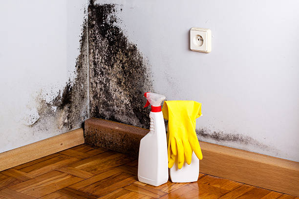 Best Industrial Mold Remediation in West Hills, PA